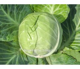 Chou blanc - Nagels Frühweiss - BIO