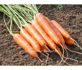 Carotte - Dolciva - BIO