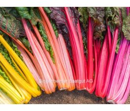 Bette - Rainbow - BIODYNAMIQUE