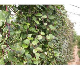 Epinard de Malabar/Epinard grimpant - rouge - BIO