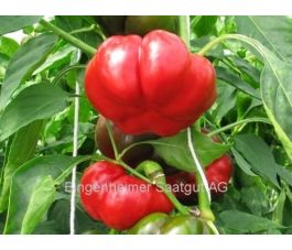 Poivron - Liebesapfel - BIODYNAMIQUE