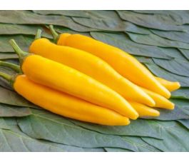 Piment fort - Sarit Gat - BIODYNAMIQUE - 50% de remise - germination réduite