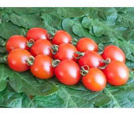 Tomate cerise - Trixi - BIODYNAMIQUE