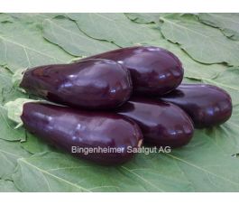 Aubergine - Zora - BIODYNAMIQUE