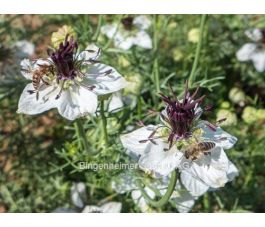 Nigella papillosa - Nigelle d’Espagne ‘African Bride’ - BIODYNAMIQUE