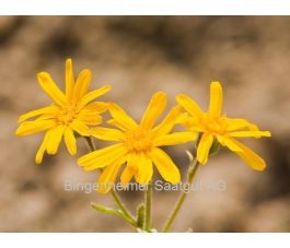 Arnica montana - Arnica des Montagnes - BIODYNAMIQUE