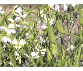 Radis oleifère, engrais vert 40g - BIO