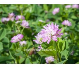 Trèfle de Perse 40g - BIO