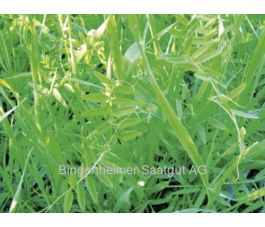 Mélange de vesce-seigle - BIO