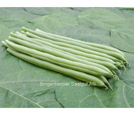 Haricot à rames - Cobra - BIO