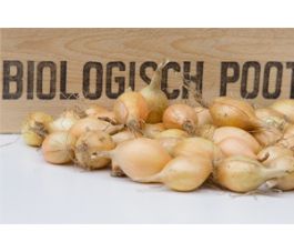 Oignon à planter, Troy taille 10/22 - 500g