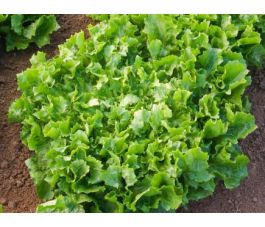 Endive - Escariol Grüner - BIODYNAMISCH