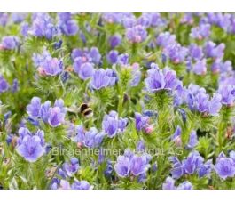 Echium plantagineum - Vipérine faux-plantain - BIODYNAMIQUE