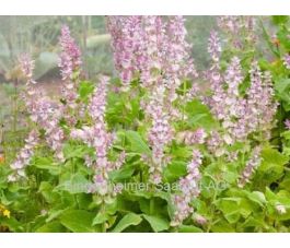 Sauge sclarée - BIODYNAMIQUE