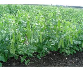 Pois mangetout - Sweet Horizon - BIO