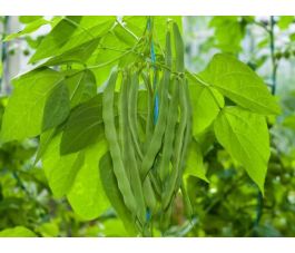 Haricot à rames - Trebona - BIO - 50% de remise - germination réduite