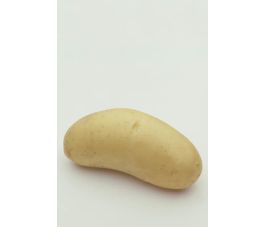 Plants de pomme de terre -Annabelle - taille A 28/30 - 1 kg - BIO