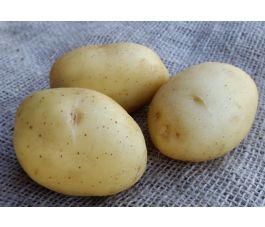 Plants de pomme de terre - Vitabella - taille A 28/35 - 1kg - BIO