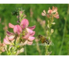 Esparcette/sainfoin - BIO