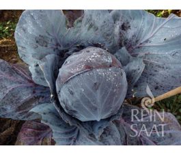 Chou rouge - Tête noir 3 - BIODYNAMIQUE