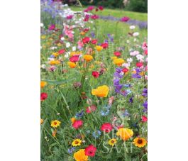 Mélange de fleurs d'été - Pré des fées - BIO