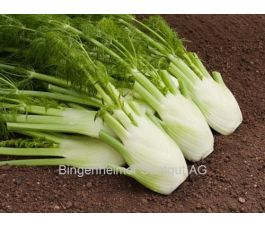 Fenouil à bulbe - Fino/Fenno - BIO