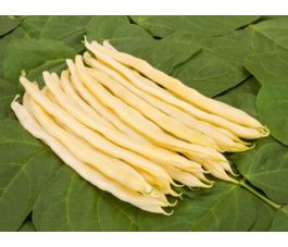 Haricot à rames - Neckargold - BIO