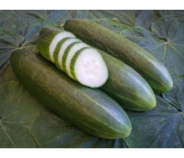 Concombre - La Diva - BIODYNAMIQUE