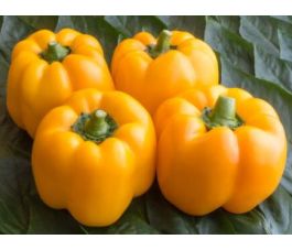 Poivron- Afrodita - BIODYNAMIQUE