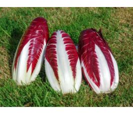 Chicorée sauvage - Trevisio 206 TT - BIO