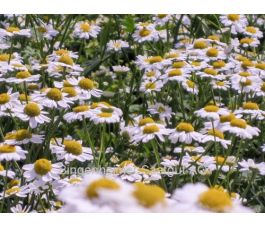 Tanacetum parthenium - Grande camomille - BIODYNAMIQUE