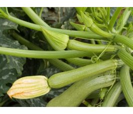 Courgette - Alberello - BIODYNAMIQUE