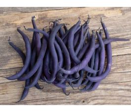 Struikboon Purple Teepee, Bingenheimer Saatgut*