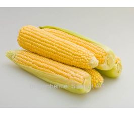 Maïs - Tramunt (AS) (tardive) - BIODYNAMIQUE - 50% de remise - germination réduite