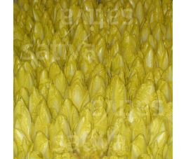 Endive, Etardo, Bingenheimer Saatgut