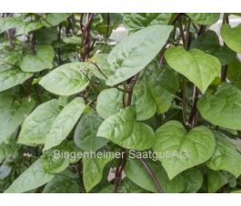 Epinards - Malabar - BIODYNAMIQUE