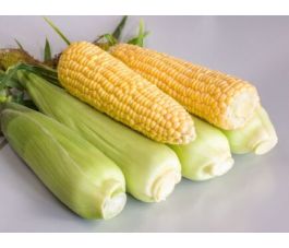 Maïs doux sucré - Sugrano - BIODYNAMIQUE