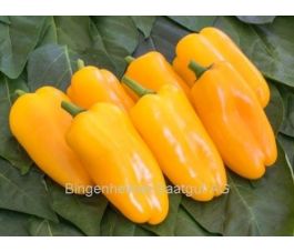 Poivron - Radja - BIO