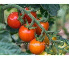 Tomate - Primabella - BIODYNAMIQUE