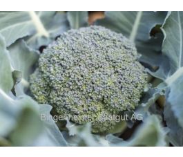 Brocoli - Rasmus - BIO