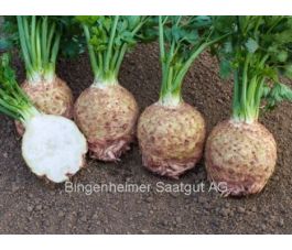 Céleri rave - Ibis - BIODYNAMIQUE