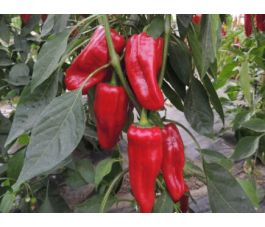 Poivron- Türkischer gewürzpaprika - BIODYNAMIQUE