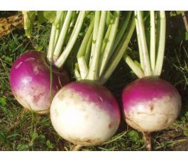 Navet - Blanc Globe à Collet Violet - BIODYNAMIQUE