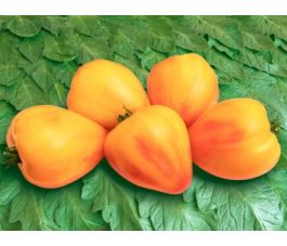 Tomate - Sonnenherz - BIODYNAMIQUE