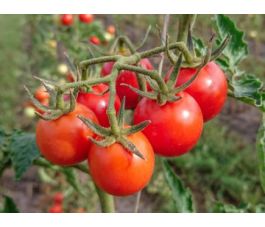 Tomate - Resibella - BIODYNAMIQUE