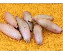 Oignon - Cuisse de poulet - BIODYNAMIQUE