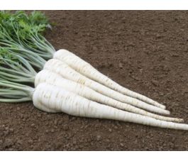 Persil tubéreux - Osborne - BIO