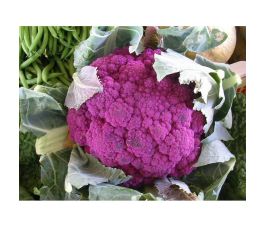 Brocoli - Violet du Cap - BIO