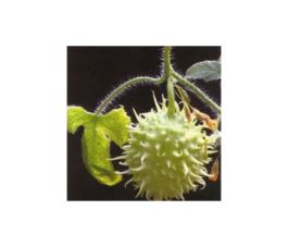 Concombre - Des Antilles - BIO