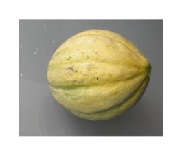 Melon - Vieille France - BIO
